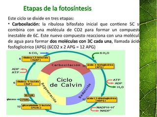 Etapas de la fotosíntesis
Este ciclo se divide en tres etapas:
• Carboxilación: la ribulosa bifosfato inicial que contiene 5C se
combina con una molécula de CO2 para formar un compuesto
inestable de 6C. Este nuevo compuesto reacciona con una molécula
de agua para formar dos moléculas con 3C cada una, llamada ácido
fosfoglicérico (APG) (6CO2 x 2 APG = 12 APG)
 