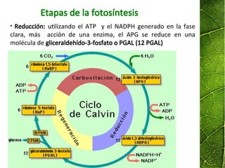 Etapas de la fotosíntesis
• Reducción: utilizando el ATP y el NADPH generado en la fase
clara, más acción de una enzima, el APG se reduce en una
molécula de gliceraldehído-3-fosfato o PGAL (12 PGAL)
 