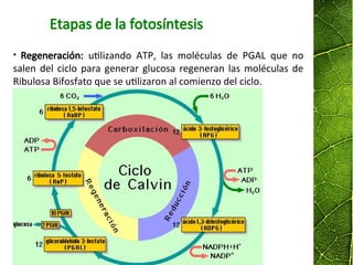 • Regeneración: utilizando ATP, las moléculas de PGAL que no
salen del ciclo para generar glucosa regeneran las moléculas de
Ribulosa Bifosfato que se utilizaron al comienzo del ciclo.
Etapas de la fotosíntesis
 