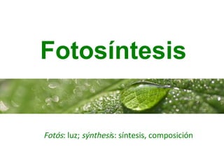 Fotosíntesis
Fotós: luz; sýnthesis: síntesis, composición
 