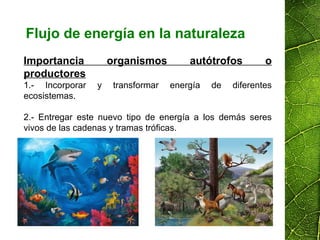 Flujo de energía en la naturaleza
Importancia organismos autótrofos o
productores
1.- Incorporar y transformar energía de diferentes
ecosistemas.
2.- Entregar este nuevo tipo de energía a los demás seres
vivos de las cadenas y tramas tróficas.
 