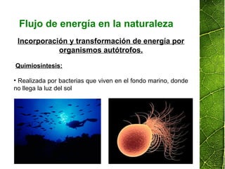 Flujo de energía en la naturaleza
Incorporación y transformación de energía por
organismos autótrofos.
Quimiosíntesis:
• Realizada por bacterias que viven en el fondo marino, donde
no llega la luz del sol
 