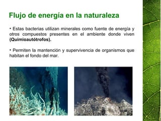 • Estas bacterias utilizan minerales como fuente de energía y
otros compuestos presentes en el ambiente donde viven
(Quimioautótrofos).
• Permiten la mantención y supervivencia de organismos que
habitan el fondo del mar.
Flujo de energía en la naturaleza
 
