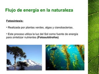 Flujo de energía en la naturaleza
Fotosíntesis:
• Realizada por plantas verdes, algas y cianobacterias.
• Este proceso utiliza la luz del Sol como fuente de energía
para sintetizar nutrientes (Fotoautótrofos)
 