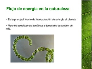 • Es la principal fuente de incorporación de energía al planeta
• Muchos ecosistemas acuáticos y terrestres dependen de
ella.
Flujo de energía en la naturaleza
 