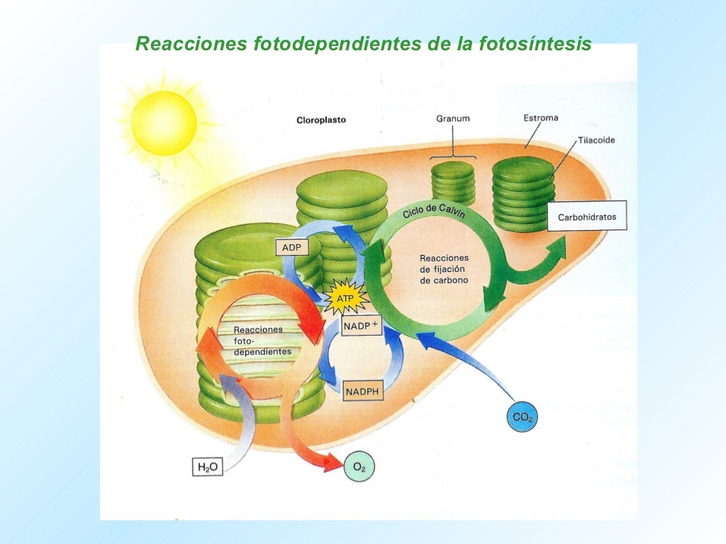 Fotosintesis resumen - Fotosintesis Resumen 2 1024 
