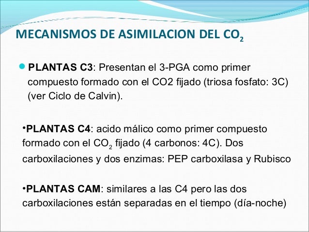 Fotosintesis C3 C4 Y Cam Ppt - 