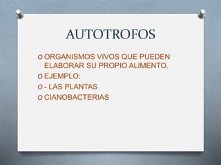 AUTOTROFOS
O ORGANISMOS VIVOS QUE PUEDEN
ELABORAR SU PROPIO ALIMENTO.
O EJEMPLO:
O - LAS PLANTAS
O CIANOBACTERIAS
 