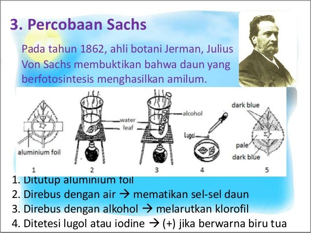 Fotosintesis Darmant