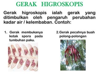 GERAK HIGROSKOPIS
Gerak higroskopis ialah gerak yang
ditimbulkan oleh pengaruh perubahan
kadar air / kelembaban. Contoh:

1. Gerak membukanya   2.Gerak pecahnya buah
   kotak spora pada     polong-polongan
   tumbuhan paku.
 