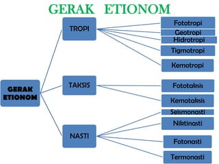 GERAK ETIONOM
                           Fototropi
            TROPI
                           Geotropi
                           Hidrotropi
                          Tigmotropi

                          Kemotropi

            TAKSIS        Fototaksis
 GERAK
ETIONOM                   Kemotaksis
                      Seismonasti
                          Niktinasti
            NASTI
                          Fotonasti

                          Termonasti
 