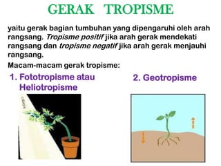 GERAK TROPISME
yaitu gerak bagian tumbuhan yang dipengaruhi oleh arah
rangsang. Tropisme positif jika arah gerak mendekati
rangsang dan tropisme negatif jika arah gerak menjauhi
rangsang.
Macam-macam gerak tropisme:
1. Fototropisme atau             2. Geotropisme
   Heliotropisme
 