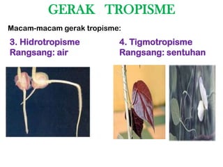 GERAK TROPISME
Macam-macam gerak tropisme:
3. Hidrotropisme          4. Tigmotropisme
Rangsang: air             Rangsang: sentuhan
 