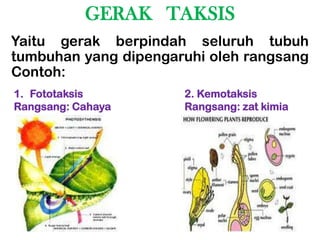 GERAK TAKSIS
Yaitu gerak berpindah seluruh tubuh
tumbuhan yang dipengaruhi oleh rangsang
Contoh:
1. Fototaksis         2. Kemotaksis
Rangsang: Cahaya      Rangsang: zat kimia
 