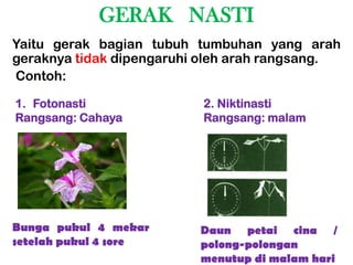GERAK NASTI
Yaitu gerak bagian tubuh tumbuhan yang arah
geraknya tidak dipengaruhi oleh arah rangsang.
Contoh:

1. Fotonasti              2. Niktinasti
Rangsang: Cahaya          Rangsang: malam




Bunga pukul 4 mekar       Daun petai cina /
setelah pukul 4 sore      polong-polongan
                          menutup di malam hari
 