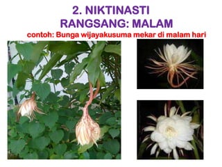 2. NIKTINASTI
        RANGSANG: MALAM
contoh: Bunga wijayakusuma mekar di malam hari
 