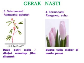 GERAK NASTI
3. Seismonasti         4. Termonasti
Rangsang: getaran      Rangsang: suhu




Daun putri malu /      Bunga tulip mekar di
sikejut menutup jika   musim panas
disentuh
 