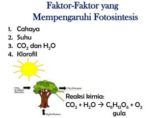 Faktor-Faktor yang
         Mempengaruhi Fotosintesis
1.   Cahaya
2.   Suhu
3.   CO2 dan H2O
4.   Klorofil




                   Reaksi kimia:
                   CO2 + H2O  C6H12O6 + O2
                                 gula
 