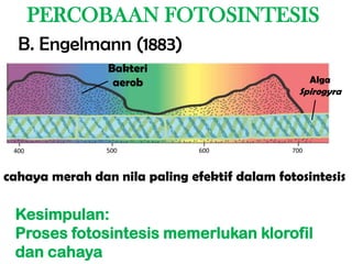 PERCOBAAN FOTOSINTESIS
  B. Engelmann (1883)
                Bakteri
                 aerob                              Alga
                                                Spirogyra




 400            500            600            700



cahaya merah dan nila paling efektif dalam fotosintesis

 Kesimpulan:
 Proses fotosintesis memerlukan klorofil
 dan cahaya
 