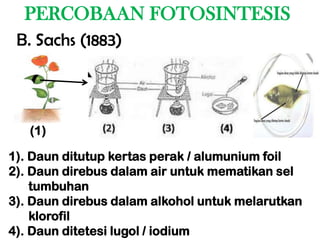 PERCOBAAN FOTOSINTESIS
 B. Sachs (1883)




   (1)

1). Daun ditutup kertas perak / alumunium foil
2). Daun direbus dalam air untuk mematikan sel
    tumbuhan
3). Daun direbus dalam alkohol untuk melarutkan
    klorofil
4). Daun ditetesi lugol / iodium
 