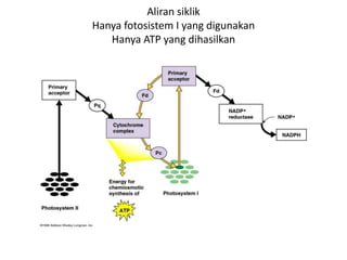 Aliran siklik
Hanya fotosistem I yang digunakan
Hanya ATP yang dihasilkan
 