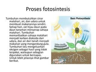 Proses fotosintesis
Tumbuhan membutuhkan sinar
matahari, air, dan udara untuk
membuat makanannya sendiri.
Setiap hari, zat hijau daun pada
daun tanaman menyerap cahaya
matahari. Tumbuhan
memanfaatkan cahaya matahari
menjadi karbon dioksida dari
udara, dan air dari tanah menjadi
makanan yang mengandung gula.
Tumbuhan lalu mengeluarkan
oksigen sebagai hasil yang tidak
terpakai, walaupun sebagian
digunakan untuk bernapas.
Untuk lebih jelasnya lihat gambar
berikut.
 
