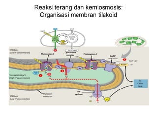 Reaksi terang dan kemiosmosis:
Organisasi membran tilakoid
LIGHT
REACTOR
NADP+
ADP
ATP
NADPH
CALVIN
CYCLE
[CH2O] (sugar)STROMA
(Low H+ concentration)
Photosystem II
LIGHT
H2O CO2
Cytochrome
complex
O2
H2O
O2
1
1⁄2
2
Photosystem I
Light
THYLAKOID SPACE
(High H+ concentration)
STROMA
(Low H+ concentration)
Thylakoid
membrane
ATP
synthase
Pq
Pc
Fd
NADP+
reductase
NADPH + H+
NADP+ + 2H+
To
Calvin
cycle
ADP
P
ATP
3
H+
2 H+
+2 H+
2 H+
 