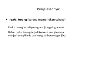 Penjelasannya:
• reaksi terang (karena memerlukan cahaya)
Reaksi terang terjadi pada grana (tunggal: granum),
Dalam reaksi terang, terjadi konversi energi cahaya
menjadi energi kimia dan menghasilkan oksigen (O2).
 