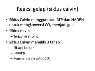 Reaksi gelap (siklus calvin)
• Siklus Calvin menggunakan ATP dan NADPH
untuk mengkonversi CO2 menjadi gula
• Siklus calvin
– Terjadi di stroma
• Siklus Calvin memiliki 3 tahap
– Fiksasi karbon
– Reduksi
– Regenerasi akseptor CO2
 