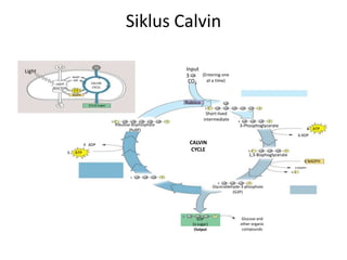 Siklus Calvin
(G3P)
Input
(Entering one
at a time)CO2
3
Rubisco
Short-lived
intermediate
3 P P
3 P P
Ribulose bisphosphate
(RuBP)
P
3-Phosphoglycerate
P6 P
6
1,3-Bisphoglycerate
6 NADPH
6 NADPH+
6 P
P6
Glyceraldehyde-3-phosphate
(G3P)
6 ATP
3 ATP
3 ADP CALVIN
CYCLE
P5
P1
G3P
(a sugar)
Output
Light
H2O CO2
LIGHT
REACTION
ATP
NADPH
NADP+
ADP
[CH2O] (sugar)
CALVIN
CYCLE
O2
6 ADP
Glucose and
other organic
compounds
 