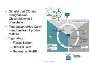 • Dimulai dari CO2 dan
menghasilkan
Glyceraldehyde 3-
phosphate
• Tiga bagian siklus Calvin
menghasilkan 1 produk
molekul
• Tiga tahap
– Fiksasi karbon
– Reduksi CO2
– Regenerasi RuBP
 