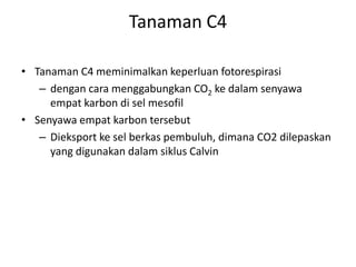 Tanaman C4
• Tanaman C4 meminimalkan keperluan fotorespirasi
– dengan cara menggabungkan CO2 ke dalam senyawa
empat karbon di sel mesofil
• Senyawa empat karbon tersebut
– Dieksport ke sel berkas pembuluh, dimana CO2 dilepaskan
yang digunakan dalam siklus Calvin
 