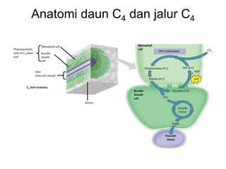 Anatomi daun C4 dan jalur C4
CO2
Mesophyll cell
Bundle-
sheath
cell
Vein
(vascular tissue)
Photosynthetic
cells of C4 plant
leaf
Stoma
Mesophyll
cell
C4 leaf anatomy
PEP carboxylase
Oxaloacetate (4 C) PEP (3 C)
Malate (4 C)
ADP
ATP
Bundle-
Sheath
cell CO2
Pyruate (3 C)
CALVIN
CYCLE
Sugar
Vascular
tissue
CO2
 