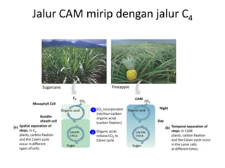 Jalur CAM mirip dengan jalur C4
Spatial separation of
steps. In C4
plants, carbon fixation
and the Calvin cycle
occur in different
types of cells.
(a) Temporal separation of
steps. In CAM
plants, carbon fixation
and the Calvin cycle occur
in the same cells
at different times.
(b)
PineappleSugarcane
Bundle-
sheath cell
Mesophyll Cell
Organic acid
CALVIN
CYCLE
Sugar
CO2 CO2
Organic acid
CALVIN
CYCLE
Sugar
C4 CAM
CO2 incorporated
into four-carbon
organic acids
(carbon fixation)
Night
Day
1
2 Organic acids
release CO2 to
Calvin cycle
 