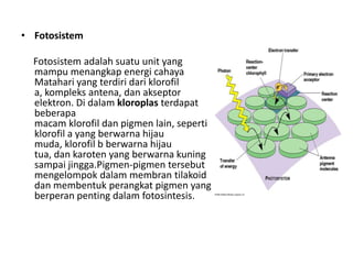 • Fotosistem
Fotosistem adalah suatu unit yang
mampu menangkap energi cahaya
Matahari yang terdiri dari klorofil
a, kompleks antena, dan akseptor
elektron. Di dalam kloroplas terdapat
beberapa
macam klorofil dan pigmen lain, seperti
klorofil a yang berwarna hijau
muda, klorofil b berwarna hijau
tua, dan karoten yang berwarna kuning
sampai jingga.Pigmen-pigmen tersebut
mengelompok dalam membran tilakoid
dan membentuk perangkat pigmen yang
berperan penting dalam fotosintesis.
 