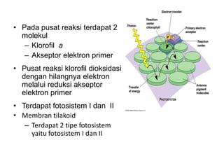 • Pada pusat reaksi terdapat 2
molekul
– Klorofil a
– Akseptor elektron primer
• Pusat reaksi klorofil dioksidasi
dengan hilangnya elektron
melalui reduksi akseptor
elektron primer
• Terdapat fotosistem I dan II
• Membran tilakoid
– Terdapat 2 tipe fotosistem
yaitu fotosistem I dan II
 