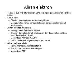 Aliran elektron
• Terdapat dua rute jalur elektron yang tersimpan pada akseptor elektron
primer
• Kedua jalur
– Dimulai dengan penangkapan energi foton
– Menggunakan rantai transport elektron dengan sitokrom untuk
kemiosmosis
• Aliran elektron nonsiklik
– Menggunakan fotosistem II dan I
– Elektron dari fotosistem II dihilangkan dan diganti oleh elektron
yang didonasikan oleh air
– Mensintesis ATP dan NADPH
– Donasi elektron mengkonversi air O2 dan 2H+
• Aliran elektron siklik
– Hanya menggunakan fotosistem I
– Elektron dari fotosistem I di-recycle
– Mensintesis ATP
 