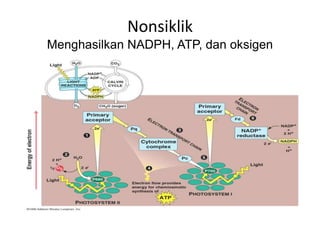 Nonsiklik
Menghasilkan NADPH, ATP, dan oksigen
 