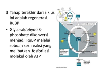 3 Tahap terakhir dari siklus
  ini adalah regenerasi
  RuBP
• Glyceraldehyde 3-
  phosphate dikonversi
  menjadi RuBP melalui
  sebuah seri reaksi yang
  melibatkan fosforilasi
  molekul oleh ATP
 