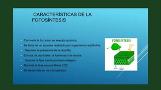 fotosintesisgrupal.pptx