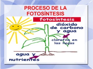 PROCESO DE LA
FOTOSÍNTESIS
 