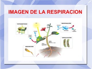 IMAGEN DE LA RESPIRACION
 