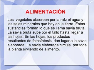 ALIMENTACIÓN
Los vegetales absorben por la raíz el agua y
las sales minerales que hay en la tierra. Estas
sustancias forman lo que se llama savia bruta.
La savia bruta sube por el tallo hasta llegar a
las hojas. En las hojas, los productos
resultantes de fotosíntesis, dan lugar a la savia
elaborada. La savia elaborada circula por toda
la planta sirviendo de alimento.
 
