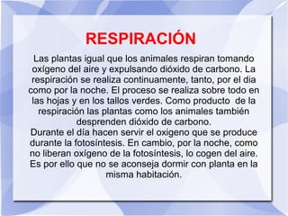 RESPIRACIÓN
Las plantas igual que los animales respiran tomando
oxígeno del aire y expulsando dióxido de carbono. La
respiración se realiza continuamente, tanto, por el dia
como por la noche. El proceso se realiza sobre todo en
las hojas y en los tallos verdes. Como producto de la
respiración las plantas como los animales también
desprenden dióxido de carbono.
Durante el día hacen servir el oxigeno que se produce
durante la fotosíntesis. En cambio, por la noche, como
no liberan oxígeno de la fotosíntesis, lo cogen del aire.
Es por ello que no se aconseja dormir con planta en la
misma habitación.
 