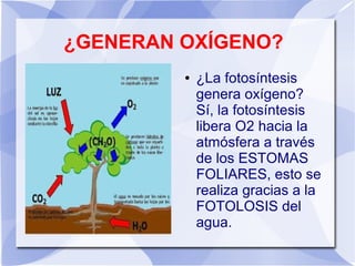 ¿GENERAN OXÍGENO?
● ¿La fotosíntesis
genera oxígeno?
Sí, la fotosíntesis
libera O2 hacia la
atmósfera a través
de los ESTOMAS
FOLIARES, esto se
realiza gracias a la
FOTOLOSIS del
agua.
 