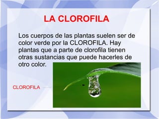 LA CLOROFILA
Los cuerpos de las plantas suelen ser de
color verde por la CLOROFILA. Hay
plantas que a parte de clorofila tienen
otras sustancias que puede hacerles de
otro color.
CLOROFILA
 