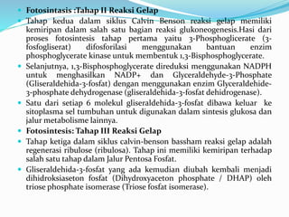  Fotosintasis :Tahap II Reaksi Gelap
 Tahap kedua dalam siklus Calvin Benson reaksi gelap memiliki
kemiripan dalam salah satu bagian reaksi glukoneogenesis.Hasi dari
proses fotosintesis tahap pertama yaitu 3-Phosphoglicerate (3-
fosfogliserat) difosforilasi menggunakan bantuan enzim
phosphoglycerate kinase untuk membentuk 1,3-Bisphosphoglycerate.
 Selanjutnya, 1,3-Bisphosphoglycerate direduksi menggunakan NADPH
untuk menghasilkan NADP+ dan Glyceraldehyde-3-Phosphate
(Gliseraldehida-3-fosfat) dengan menggunakan enzim Glyceraldehide-
3-phosphate dehydrogenase (gliseraldehida-3-fosfat dehidrogenase).
 Satu dari setiap 6 molekul gliseraldehida-3-fosfat dibawa keluar ke
sitoplasma sel tumbuhan untuk digunakan dalam sintesis glukosa dan
jalur metabolisme lainnya.
 Fotosintesis: Tahap III Reaksi Gelap
 Tahap ketiga dalam siklus calvin-benson bassham reaksi gelap adalah
regenerasi ribulose (ribulosa). Tahap ini memiliki kemiripan terhadap
salah satu tahap dalam Jalur Pentosa Fosfat.
 Gliseraldehida-3-fosfat yang ada kemudian diubah kembali menjadi
dihidroksiaseton fosfat (Dihydroxyaceton phosphate / DHAP) oleh
triose phosphate isomerase (Triose fosfat isomerase).
 