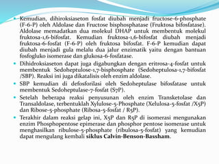  Kemudian, dihiroksiaseton fosfat diubah menjadi fructose-6-phosphate
(F-6-P) oleh Aldolase dan Fructose bisphosphatase (Fruktosa bifosfatase).
Aldolase memadatkan dua molekul DHAP untuk membentuk molekul
fruktosa-1,6-bifosfat. Kemudian fruktosa-1,6-bifosfat diubah menjadi
fruktosa-6-fosfat (F-6-P) oleh fruktosa bifosfat. F-6-P kemudian dapat
diubah menjadi gula melalu dua jalur enzimatik yaitu dengan bantuan
fosfogluko isomerase dan glukosa-6-fosfatase.
 Dihidroksiaseton dapat juga digabungkan dengan eritrosa-4-fosfat untuk
membentuk Sedoheptulose-1,7-bisphosphate (Sedoheptulosa-1,7-bifosfat
/SBP). Reaksi ini juga dikatalisis oleh enzim aldolase.
 SBP kemudian di defosforilasi oleh Sedoheptulase bifosfatase untuk
membentuk Sedoheptulase-7-fosfat (S7P).
 Setelah beberapa reaksi penyusunan oleh enzim Transketolase dan
Transaldolase, terbentuklah Xylulose-5-Phosphate (Xelulosa-5-fosfat /X5P)
dan Ribose-5-phosphate (Ribosa-5-fosfat / R5P).
 Terakhir dalam reaksi gelap ini, X5P dan R5P di isomerasi mengunakan
enzim Phosphopentose epimerase dan phosphor pentose isomerase untuk
menghasilkan ribulose-5-phosphate (ribulosa-5-fosfat) yang kemudian
dapat mengulang kembali siklus Calvin-Benson-Bassham.
 