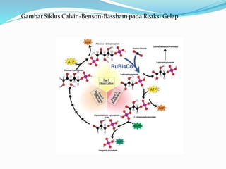 Gambar.Siklus Calvin-Benson-Bassham pada Reaksi Gelap.
 