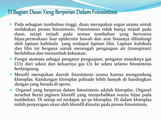 D.Bagian Daun Yang Berperan DalamFotosintesis
 Pada sebagian tumbuhan tinggi, daun merupakan organ utama untuk
melakukan proses fotosintesis. Fotosintesis tidak hanya terjadi pada
daun, tetapi terjadi pada semua tumbuhan yang berwarna
hijau.permukaan luar epidermis bawah dan atas biasanya dilindungi
oleh lapisan kultikula yang terdapat lapisan lilin. Lapisan kultikula
dan lilin ini berguna untuk mencegah penguapan air (transpirasi)
berlebihan dan menambah kekuatan.
 Fungsi stomata sebagai pengatur penguapan, pengatur masuknya gas
CO2 dari udara dan keluarnya gas O2 ke udara selama fotosintesis
berlangsung.
 Mesofil merupakan daerah fotosintesis utama karena mengandung
kloroplas. Kandungan kloroplas palisade lebih banyak di bandingkan
dengan yang berada di spons.
 Organel yang berperan dalam fotosintesis adalah kloroplas. Organel
tersebut berisi pigmen klorofil yang menyebabkan warna hijau pada
tumbuhan. Di setiap sel terdapat 40-50 kloroplas. Di dalam kloroplas
inilah penyerapan sinar oleh klorofil dimulai pada proses fotosintesis.
 